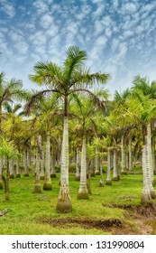 landscape of palm tree