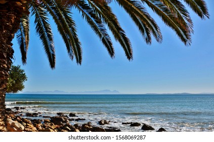 Landscape With A Palm Tree On Langebaan Lagoon