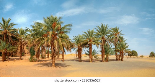 Landscape with palm trees in a desert with sand dunes - General view of the Merzouga hotels district and palms - Merzouga, Sahara, Morocco