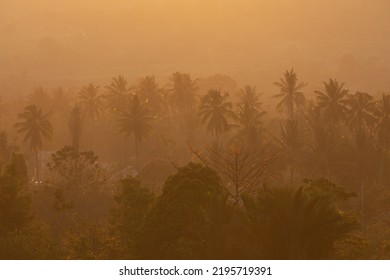 Landscape of palm trees at sunset, near Bomba, South Lore, Poso Regency, Central Celebes, Indonesia - Shutterstock ID 2195719391