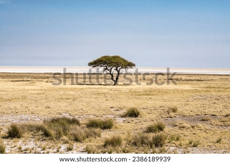 Landscape of the pan of the Etosha national park