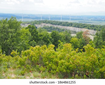 Landscape Of Pannonia, Lower Austria