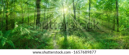  Landscape panorama deciduous forest sun shines magically through beeches