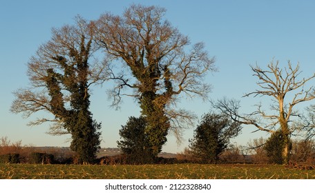 Panorama paysager avec des arbres vivants et morts