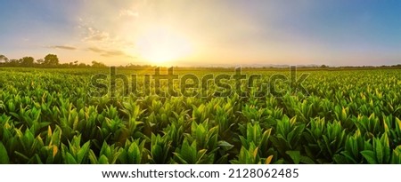 Landscape Panoramic view of Tobacco fields at sunset in countryside of Thailand, crops in agriculture, panorama