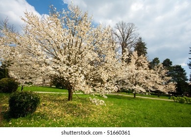 Landscape from a park with magnolia flower trees blooming