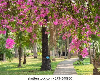 Landscape Of Park See Through Bougainvillea Flower That Hanging Down From Above, See Grass Field And Palm Tree