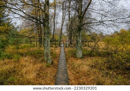 Landscape and path through the trees in the Hohes Venn high moor in Belgium