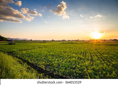 Landscape Of Peanut Farm At Sunset In Countryside Of Thailand