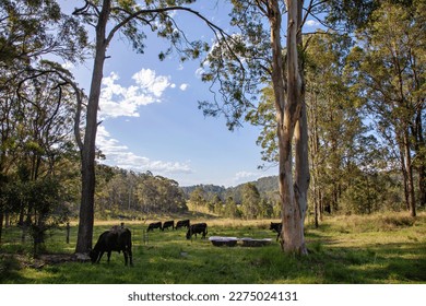 A landscape photo of farmland in rural Australia showing towering Gum Trees and grazing cows in the late afternoon light.