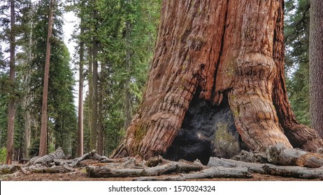 137 Grizzly giant tree Images, Stock Photos & Vectors | Shutterstock