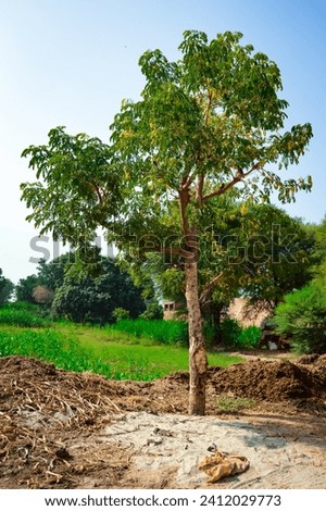 landscape photo of a large tree