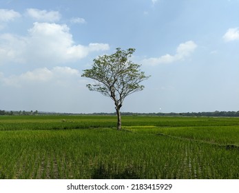 Landscape Photo Of A Leafy Tree In The Middle Of A Green Rice Field Decorated With A Cloudy Blue Sky, And A Little Shadow.  Selective Focus