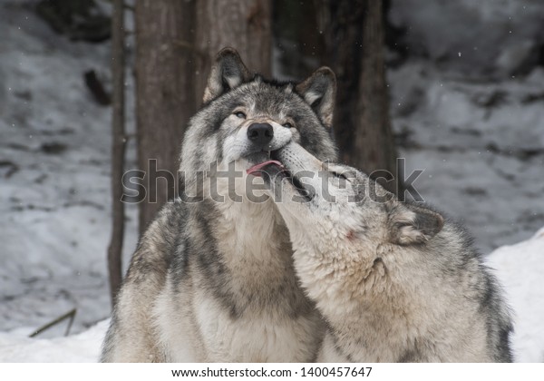 Landscape photo of two grey wolves playing in a snowy\
forest. One of them is licking the other one\'s face. Shot in\
Montebello, Quebec, Canada.\
