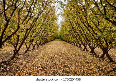 Landscape Photography Of An Apple Orchard During Autumn In Cromwell, South Island New Zealand