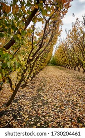 Landscape Photography Of An Apple Orchard During Autumn In Cromwell, South Island New Zealand