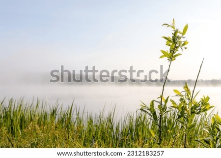 Similar – Image, Stock Photo early morning, summer morning. A lonely birch tree in beautiful morning light at the edge of a field