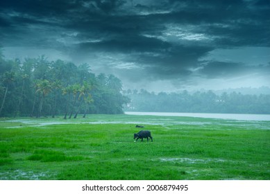Landscape photography - Monsoon rain in Kerala India, Beautiful image of rain, Buffaloes eating grass when it is raining heavy. - Shutterstock ID 2006879495