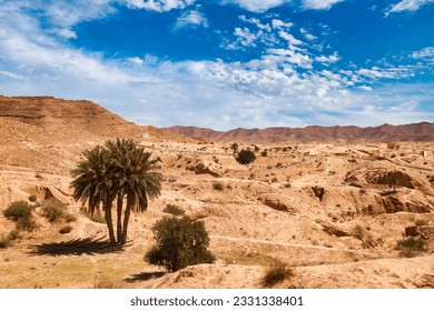 Landscape photography of Sahara desert hills with sand dunes and palm tree, vegetation and blue sky. View of expanses of sandy desert summer sunny day, Sahara, Tozeur, Tunisia, Africa. Copy text space