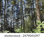 the landscape of pine forest and the coffee trees under it