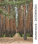Landscape of a pine forest, a path between tall trees