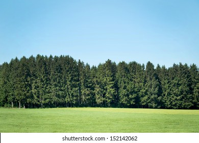 Landscape with pine forests
