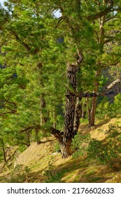 Landscape of a pine tree forest in the mountain. Scenic nature of trees and green plants or bushes in a wild eco friendly environment on the mountains of La Palma, Canary Islands, Spain