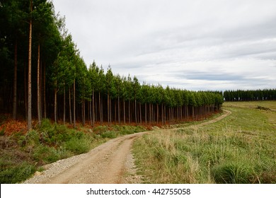 Landscape Of Pine Tree Plantation, Road And Cloudy Sky