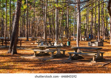 Landscape with pine trees and benches of Studdard Picnic Area in the Stone Mountain Park in sunny autumn day, Georgia, USA - Powered by Shutterstock