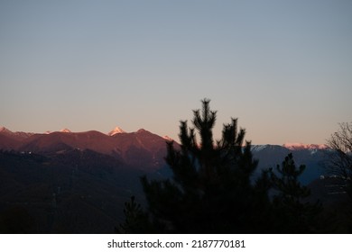 Landscape With Pink Sunset Snowy Mountains Against A Silhouette Of Pine Trees.