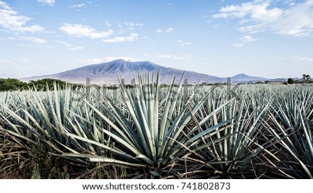 Landscape of planting of agave plants to produce tequila