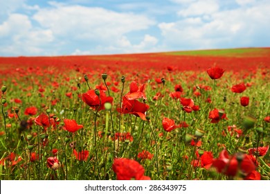 Landscape Of Poppies Field Of Red Flowers In Bulgaria