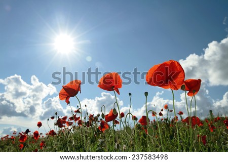 Landscape - poppy field, red and green field the blue sky and white clouds 