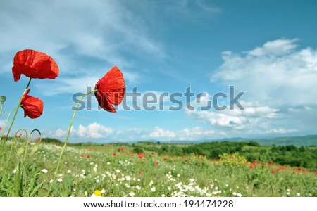 Landscape - poppy filed, red and green field the blue sky and white clouds 