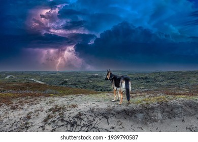 Landscape with portrait of German Shepherd dog on dune top against a background of overcast skies and bright violet-colored flashes of lightning give the sky a dramatic look - Powered by Shutterstock