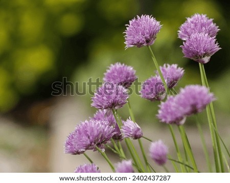 Landscape with purple chives flowers. Summer sunny day with sun and colorful nature background. Close up of chives (allium schoenoprasm) flowers in bloom. Flowering chives with green background