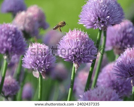 Landscape with purple chives flowers. Summer sunny day with sun and colorful nature background. Close up of chives (allium schoenoprasm) flowers in bloom. Flowering chives with green background