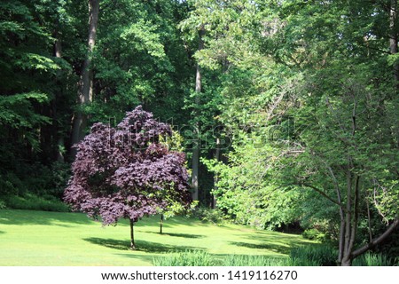 Landscape of Purple-Colored Cherry Plum Tree in Valley Garden Park, Greenville, Delaware