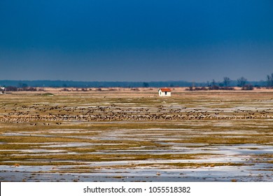 Landscape Puszta Hungary Hortobágy