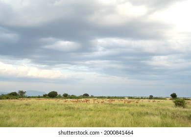 Landscape of Queen Elizabeth National Park with herd of Uganda kobs against sky, Uganda