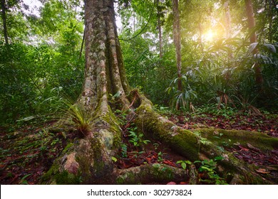 Landscape Rain Forest National Park Tikal In Guatemala At Sunset