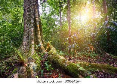 Landscape Rain Forest National Park Tikal In Guatemala At Sunset