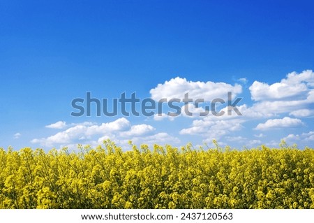 Landscape with rapeseed field, Germany, Europe.
Rapeseed field against blue sky.