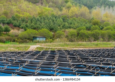 Landscape Of Red Ginseng Crop In Front Of Small Work Building At Foot Of Tree Covered Mountain.