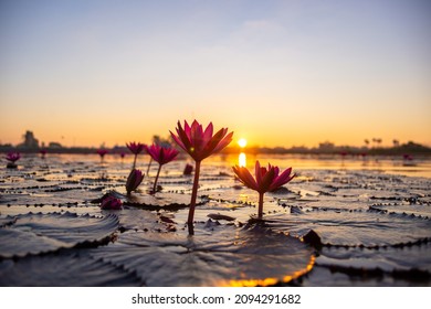 Landscape Red Lotus sea in the morning blurred background , The first light of the day, sunrise at the lotus pond in the morning. , Udon Thailand, Unseen Udonthani Thailand