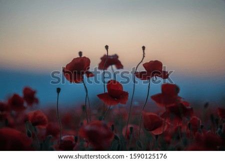 Similar – Poppy Field I Nature