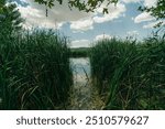 Landscape of reed beds and wetlands in the protected natural area. High quality photo