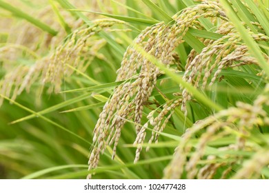 Landscape Of Rice Field In  Morioka,  Iwate,  Touhoku, Japan