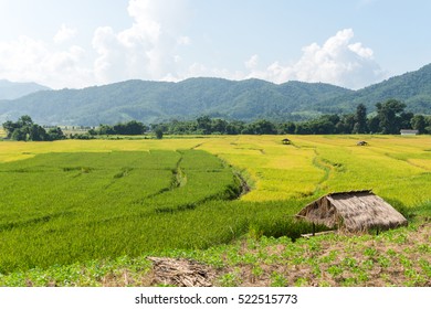 228,232 Rice field by the mountain Images, Stock Photos & Vectors ...