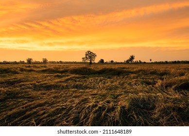 Landscape Rice Field In Orange Sunset Sky Background At Countryside Thailand, Rice Farm Ready To Harvest